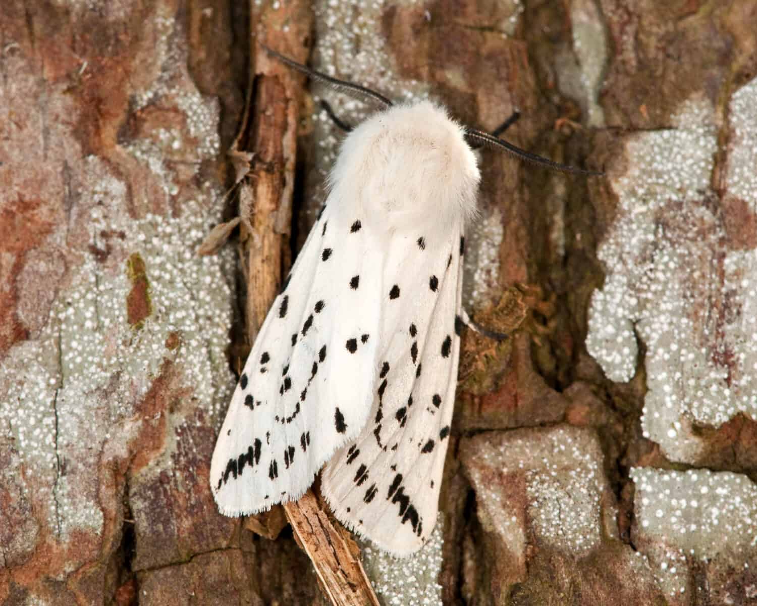 White Ermine Moth su un tronco d'albero