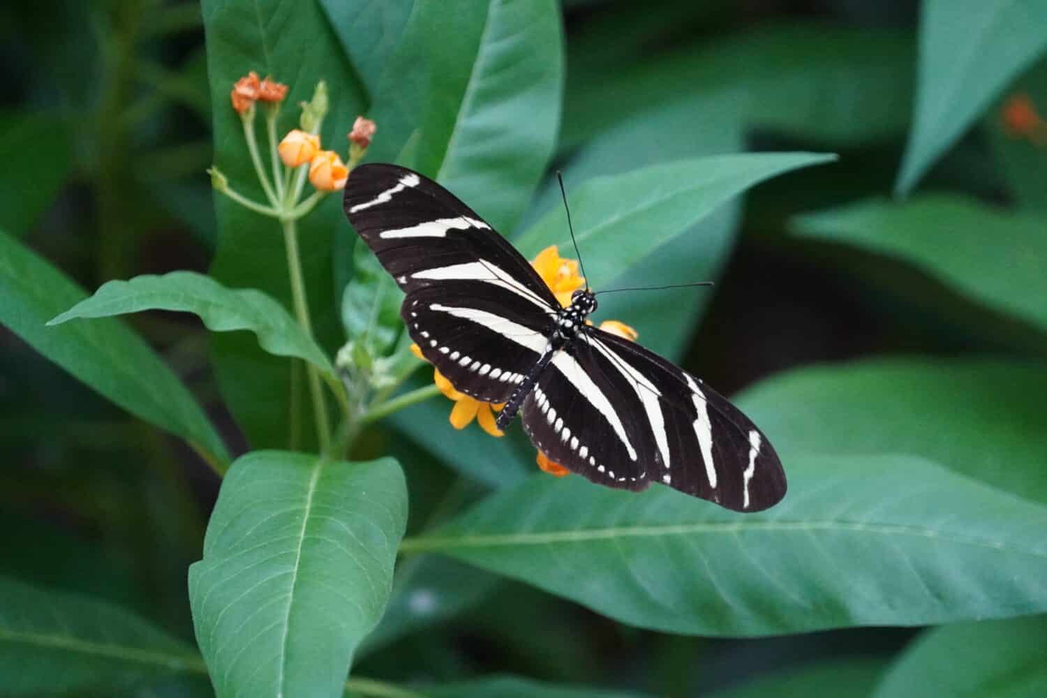 zebra longwing che riposa su una foglia