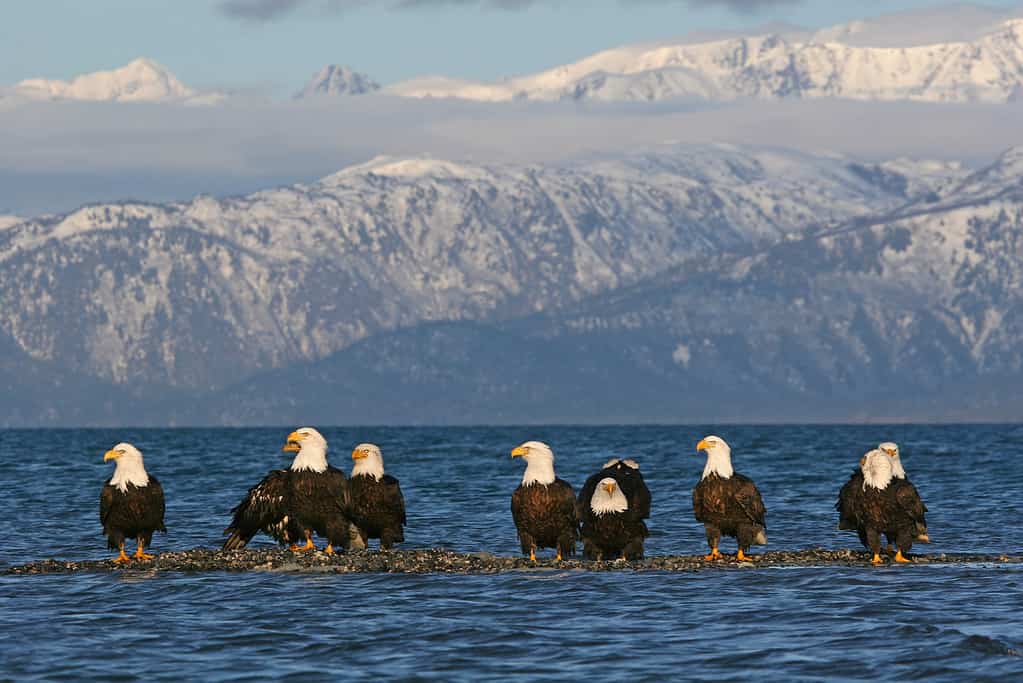 Le aquile calve si radunano su una barra di ghiaia con la marea del Pacifico che si alza intorno a loro.