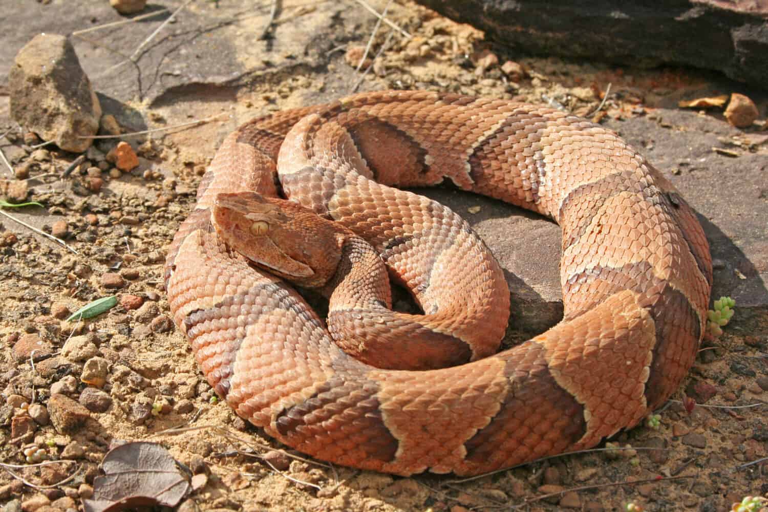 Serpente testa di rame (Agkistrodon contortrix)