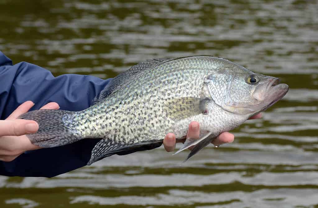 crappie nero