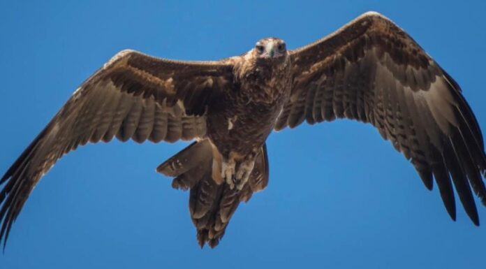 Le aquile più grandi del mondo: l'aquila dalla coda a cuneo