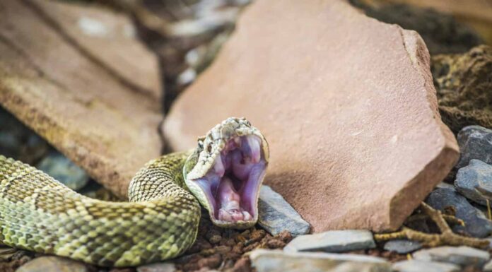 Guarda cosa succede quando la Go-Pro di un uomo cade nella fossa dei serpenti a sonagli
