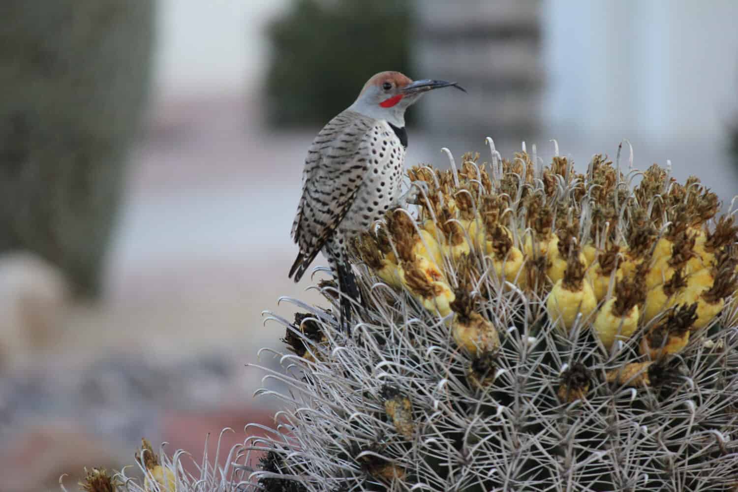 Gli uccelli del deserto tendono ad essere molto più abbondanti dove la vegetazione è più rigogliosa e quindi offre più insetti, frutta e semi come cibo.  Dove le città dell'Arizona di Phoenix, Scottsdale, Tucson e Mesa.