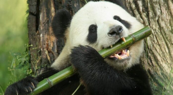 Animali con panda gigante pollici opponibili
