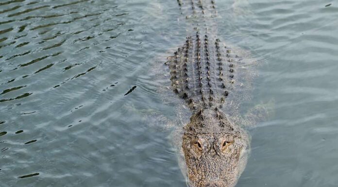 Alligatore che nuota in acque limpide