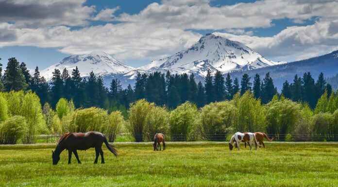 Cavalli al pascolo davanti a Cascade Mountains, sullo sfondo dell'Oregon