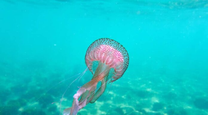 Meduse pungiglione malva