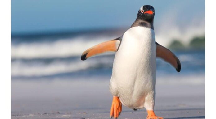 12 animali di Natale da tutto il mondo - pinguino