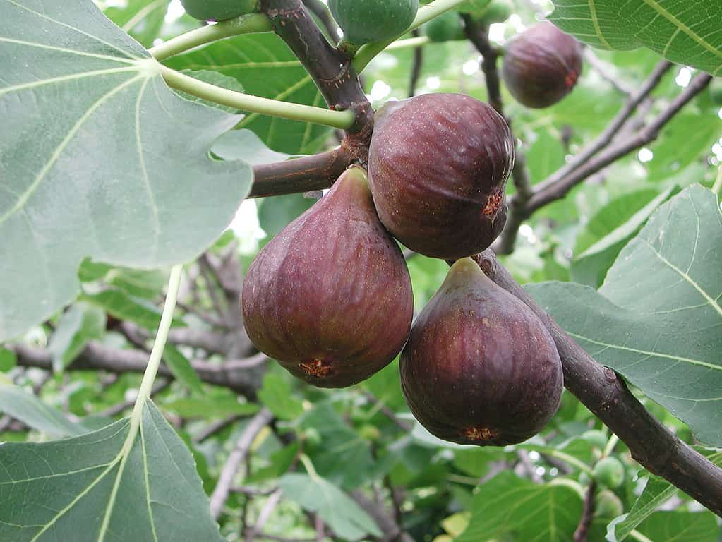 Un primo piano dei frutti del Ficus carica o del fico comune.