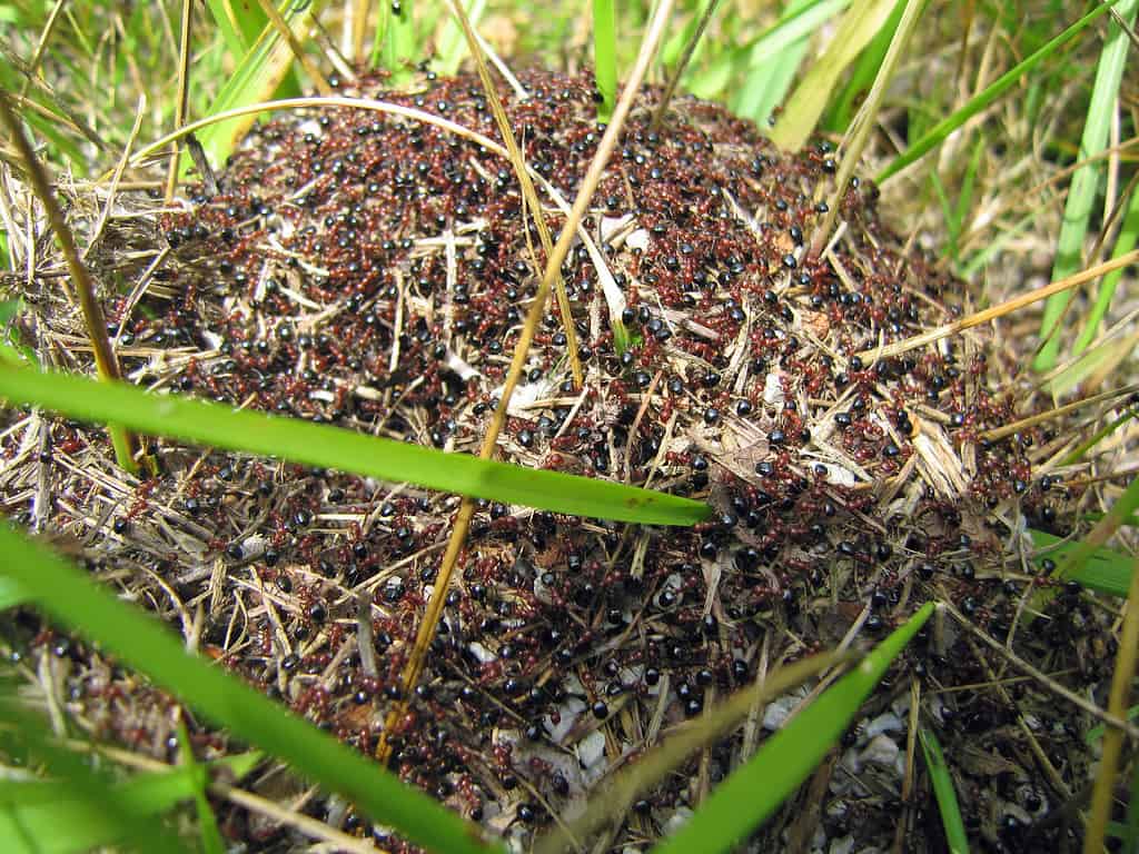Allegheny Mound formiche