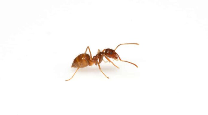  I Virginiani si preparano!  Questi 5 tipi di formiche emergeranno quest'estate
