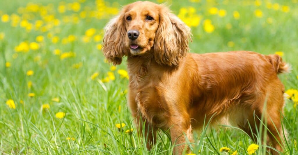 cocker spaniel in piedi in erba