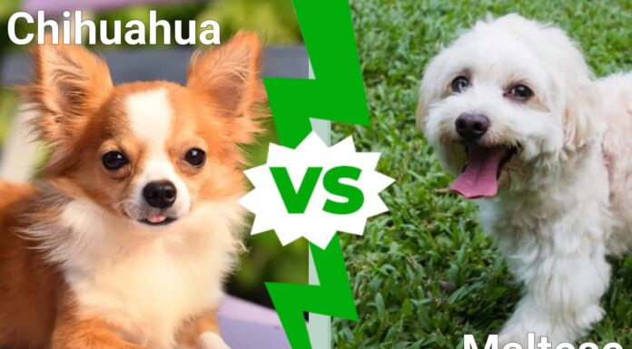  I cani più carini del mondo: Chihuahua vs.  maltese
