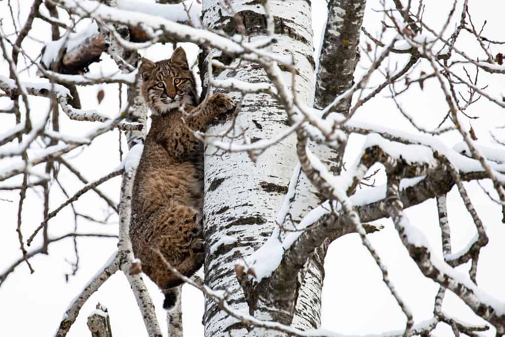 Gatto selvatico (Felis rufus) che si arrampica su un pioppo del Wisconsin a novembre