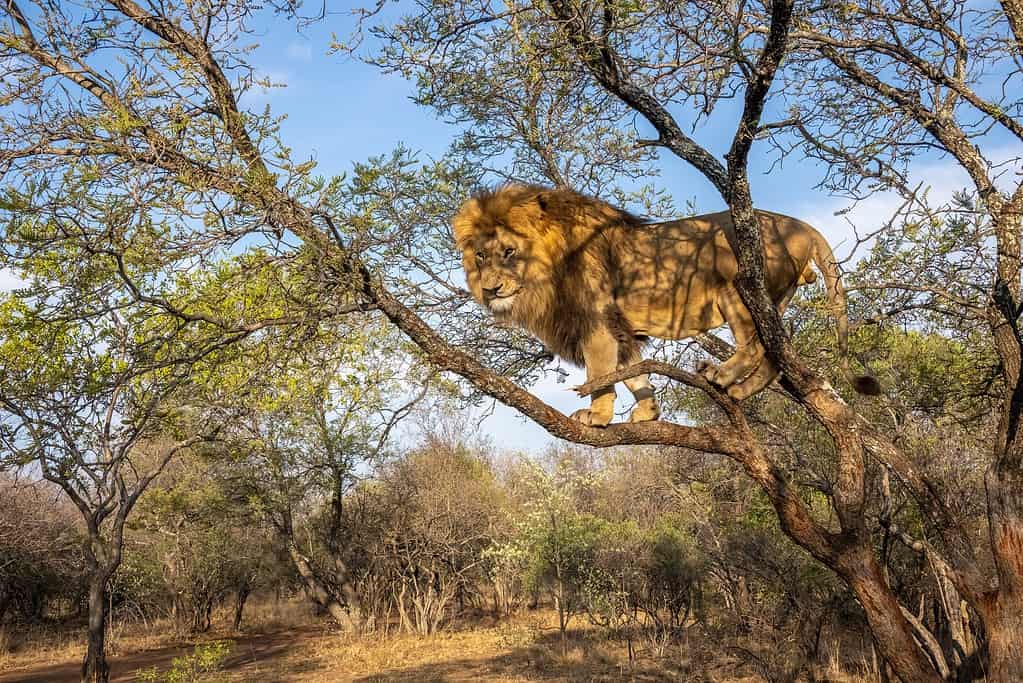 Leone maschio in Sud Africa in piedi su un albero