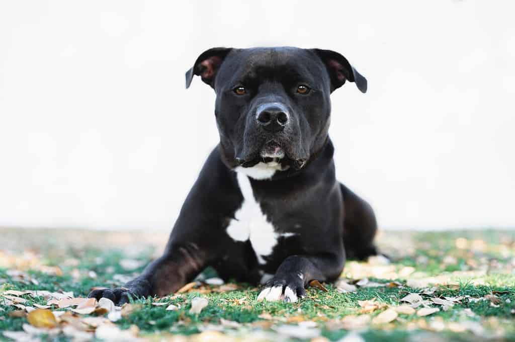 Un cane Pitbull nero che indossa un collare nero e arancione in posa sull'erba vicino a un recinto bianco sullo sfondo