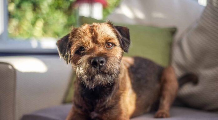 I terrier sono ipoallergenici?
