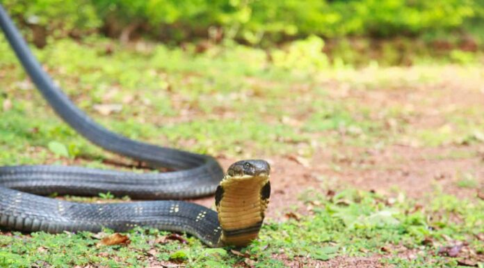 King cobra, Ophiophagus hannah è una specie di serpente velenoso di elapidi endemica delle giungle nel sud e nel sud-est asiatico, goa india 