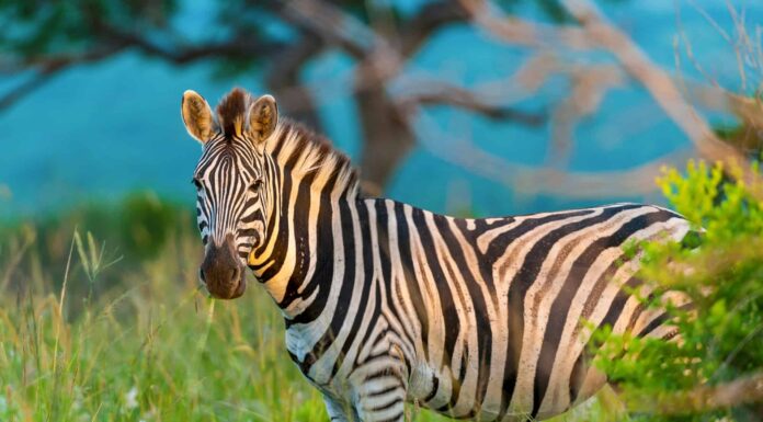 zebra comune o zebra di Burchell