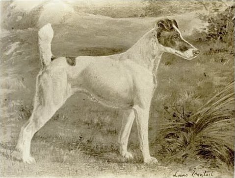 Dipinto di Warren Remedy, Fox Terrier.  Primo vincitore del Best in Show al Westminster Kennel Club Dog Show, e l'unico cane ad aver vinto quel premio in tre occasioni.  L'artista è Gustav Muss-Arnolt.