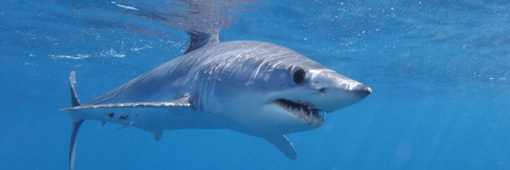 I dorsi dello squalo mako pinna corta vanno da un blu indaco metallico al viola intenso, mentre i lati sono generalmente argentati.