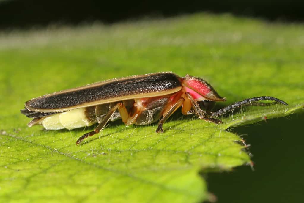 La lucciola Pyractomena angulata si trova in Texas