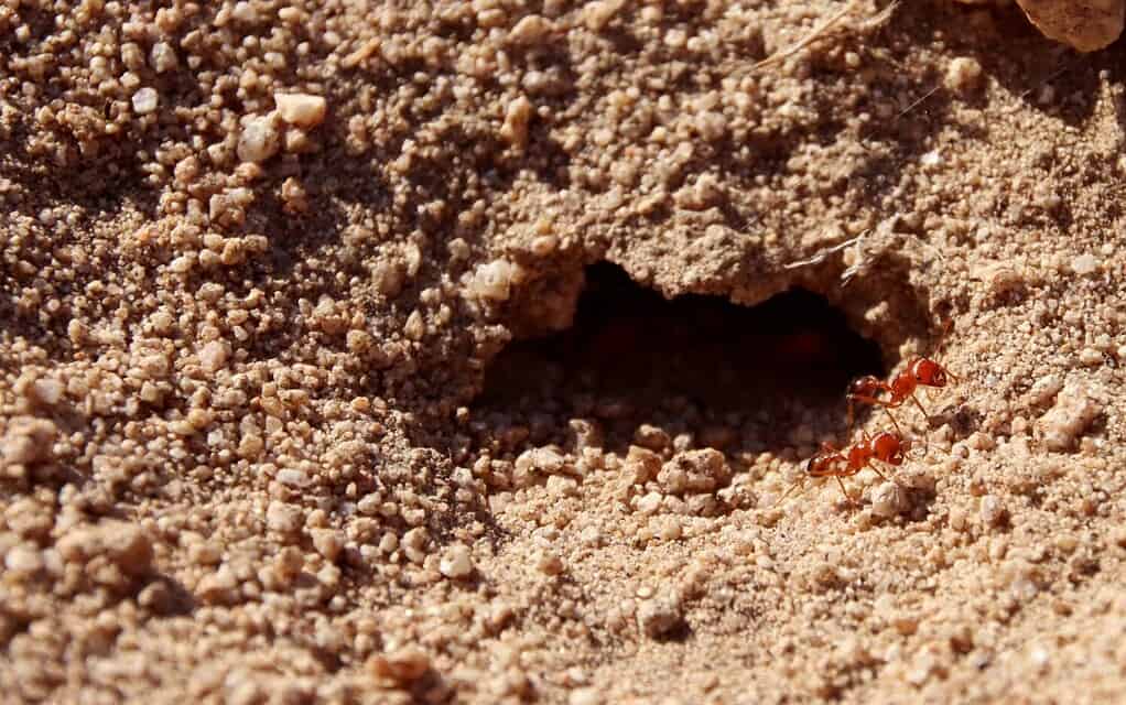 Primo piano di due formiche rosse una accanto all'altra a guardia dell'ingresso dell'alveare seduto davanti all'apertura.  Immagine macro di Solenopsis geminata velenoso su terra sterrata del deserto di Joshua Tree nel calore del sole.