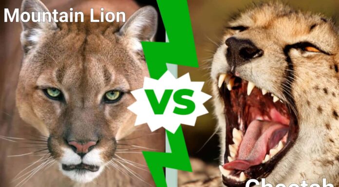 Mountain Lion vs Cheetah: quale felino vince in un combattimento?
