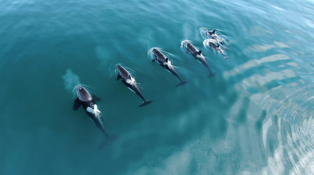 Baccello delle balene delle orche selvagge in acque aperte nell'oceano blu