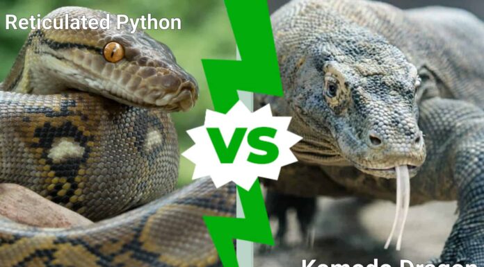 Pitone reticolato contro drago di Komodo: quale potente animale vincerebbe un combattimento?
