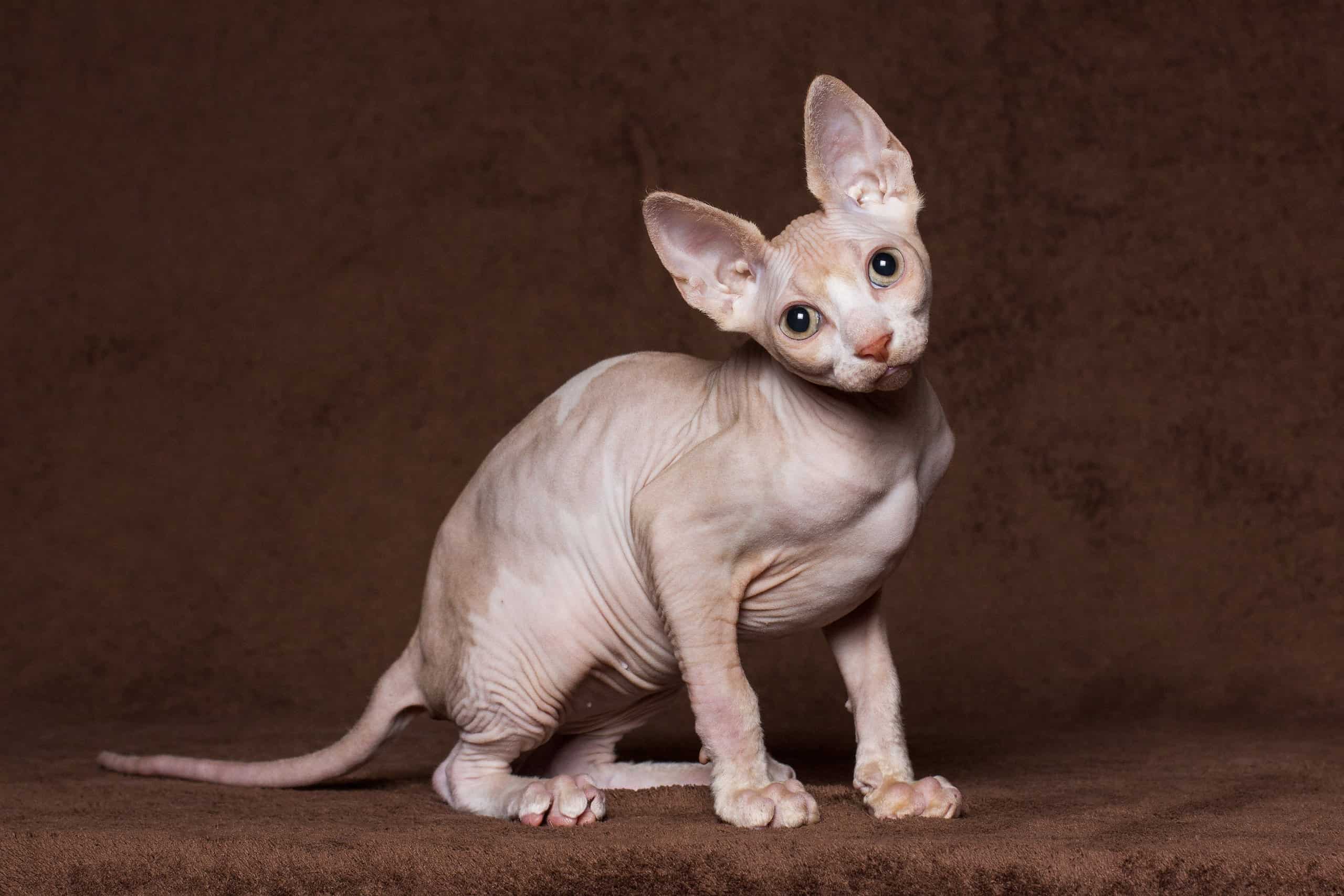 Lo Sphynx è generalmente un gatto sano che può vivere dai 9 ai 15 anni.