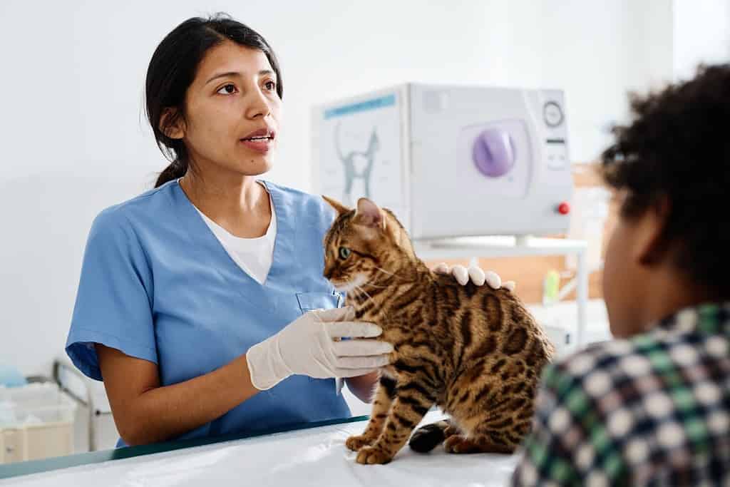 Donna ispanica che lavora in una moderna clinica veterinaria che parla con i proprietari di gatti bengala mentre ne palpa il corpo