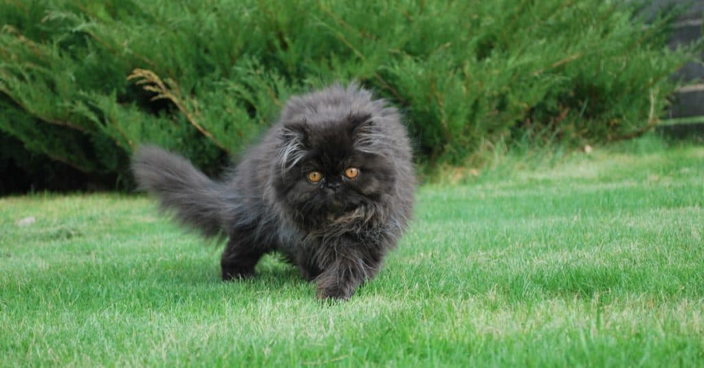 Un gatto persiano nero che gioca fuori sull'erba.