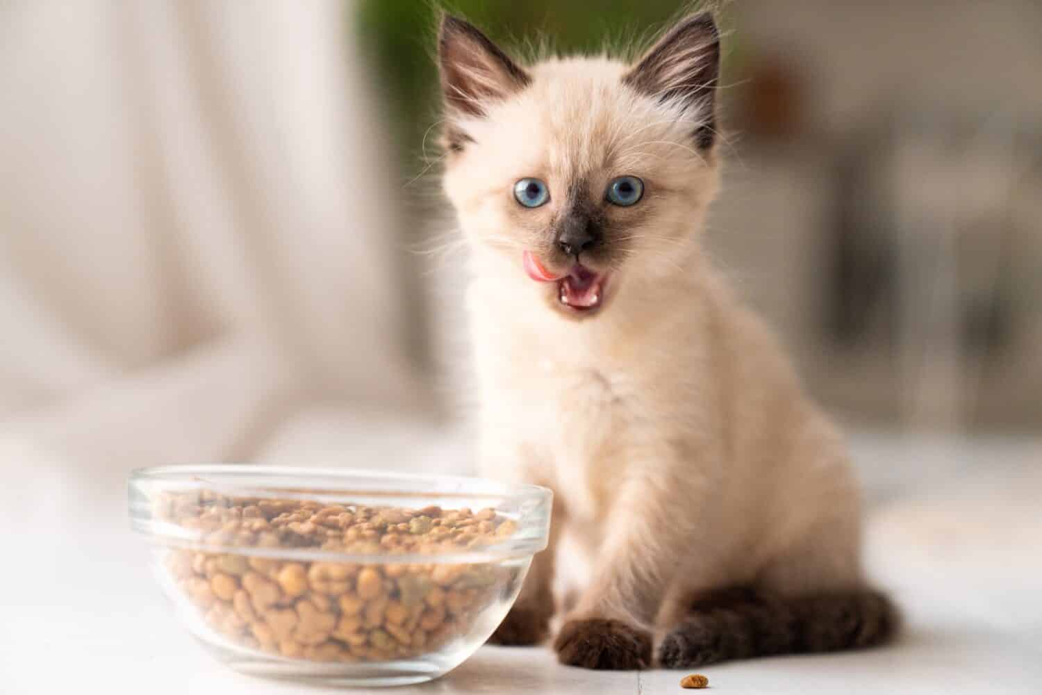 Divertente gattino birichino mangia cibo secco da una ciotola.  Il gattino lecca, pasto delizioso.  Razza di gatto siamese o tailandese.  Foto di alta qualità