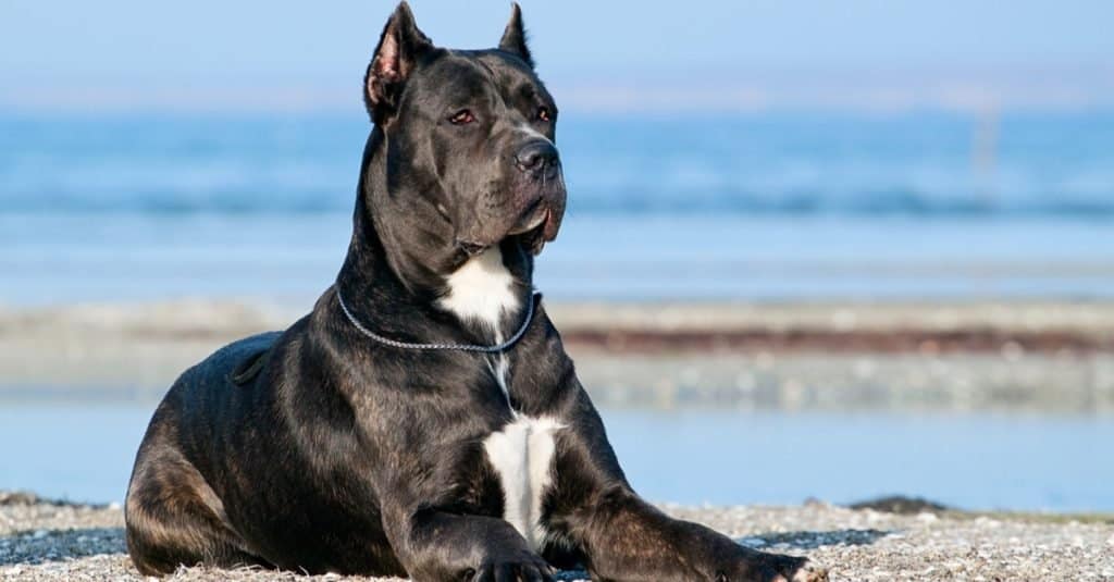 Italiano Cane Corso cane sdraiato sulla spiaggia.
