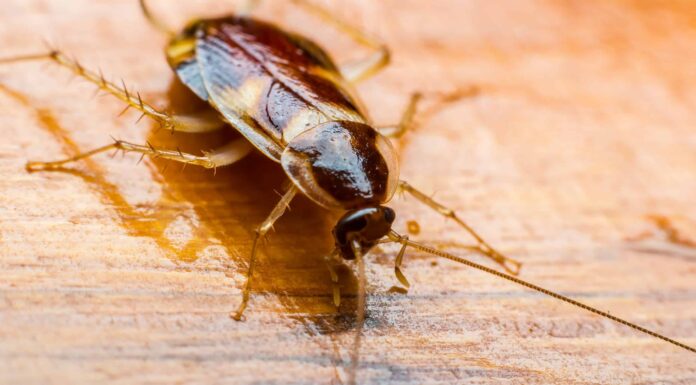 Quando è la stagione degli scarafaggi nella Carolina del Nord?
