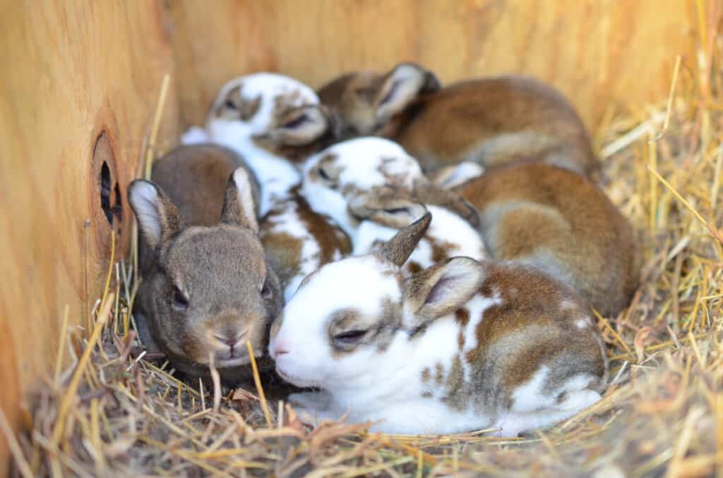 Rex cuccioli di coniglio