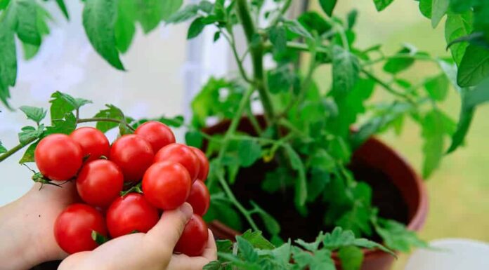 Immagine di pomodori freschi e maturi.