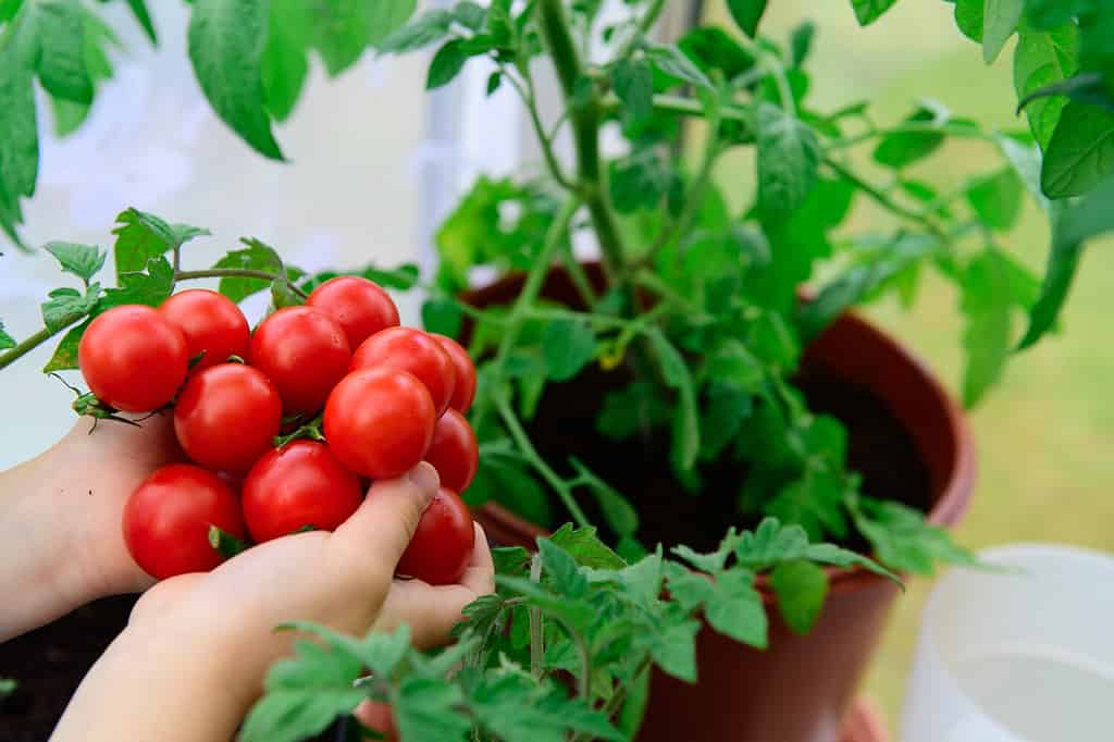 Immagine di pomodori freschi e maturi.