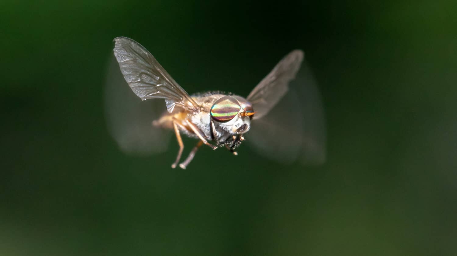 Cavallo o Cervo FlyFamily Tabanidae