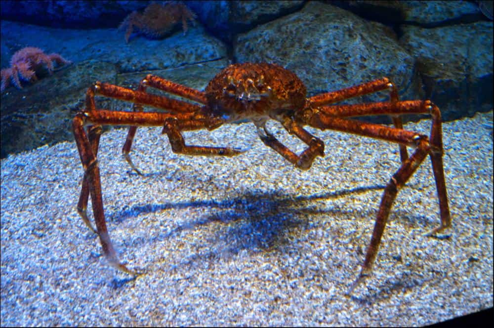 Un grande granchio ragno giapponese sott'acqua, in piedi sulle gambe. 