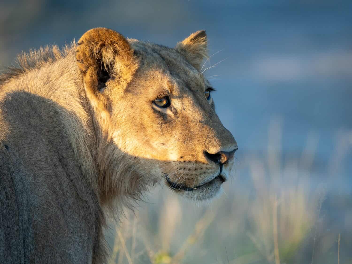 Giovane leone maschio nel raggio di luce naturale