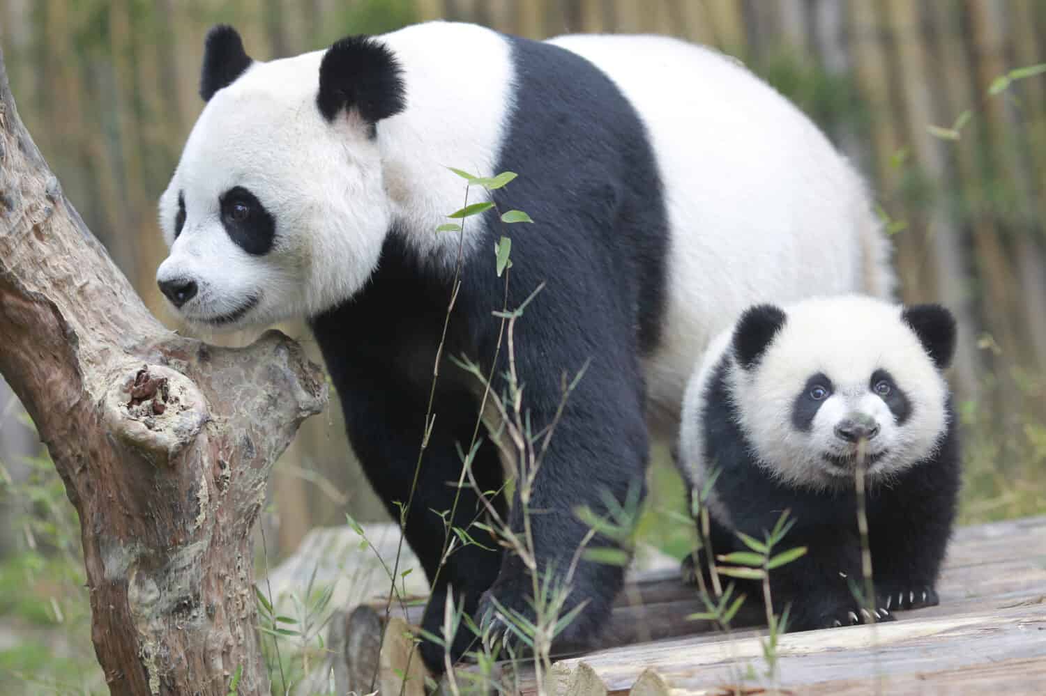 PANDA TRIPLETTE A MEZZO COMPLEANNO Le terzine, che hanno raggiunto i 6 mesi il 1 febbraio, sono state la quarta serie di triplette di panda gigante nate con l'aiuto di procedure di inseminazione artificiale in Cina.