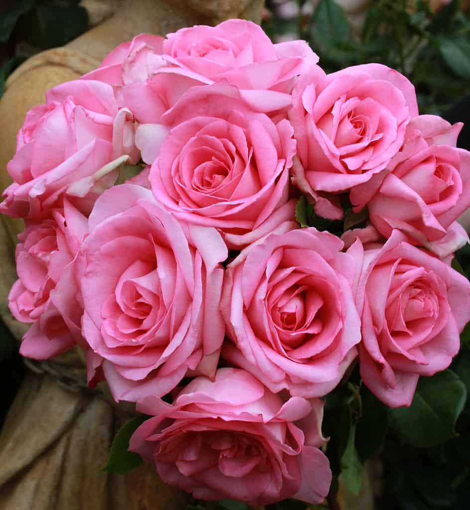 Rosa 'Beverly' (Korpauvio).  Una rosa tea ibrida rosa ibridata da Kordes Roses.  Conosciuto anche come 