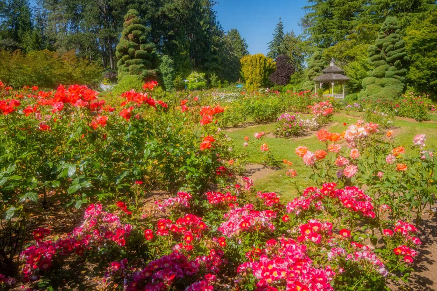Bellissimi fiori di rose rosa nel giardino verde nella soleggiata giornata estiva.  Mattina d'estate nel parco.  Roseto del parco del bosco