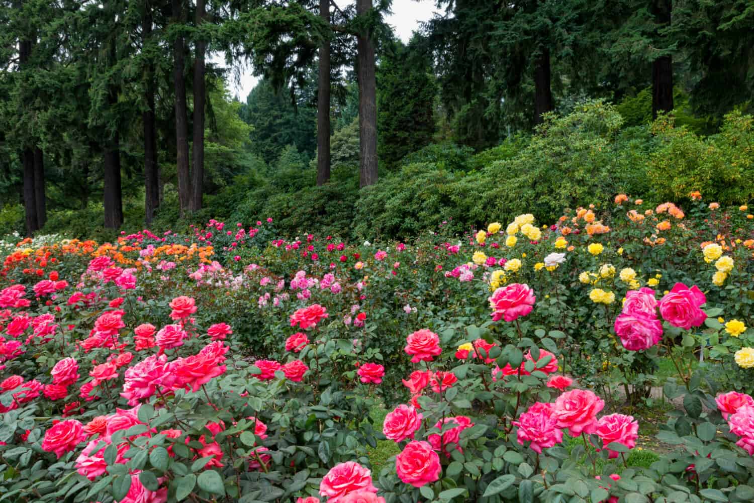 Molte rose di fronte a una foresta all'International Rose Test Garden a Washington Park a Portland, Oregon