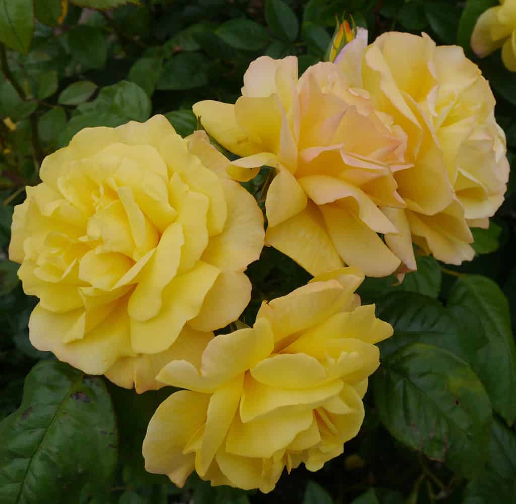 Golden Showers Roses Bush, grandi rose gialle soffici con petali setosi e morbidi e una leggera sfumatura salmone ai bordi. 