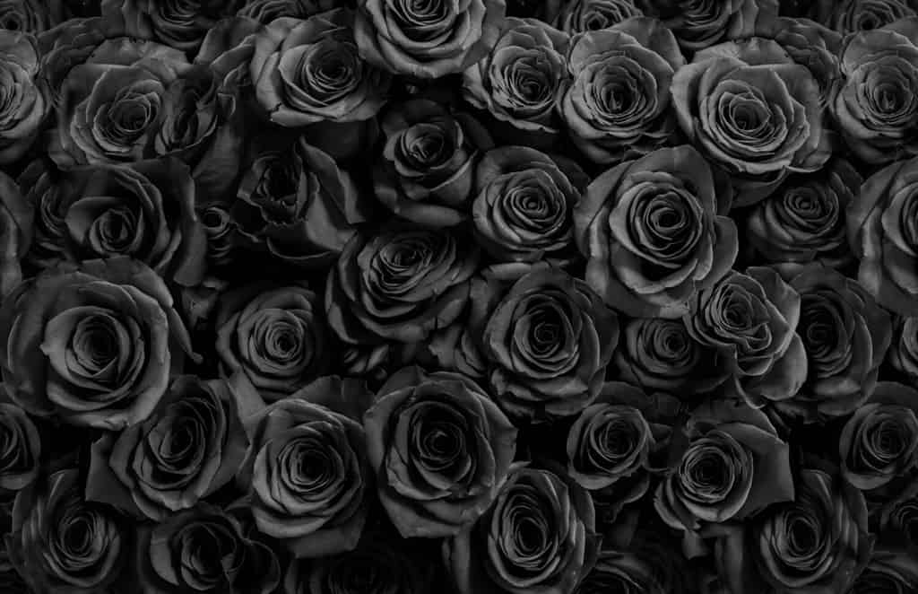 rose nere isolate su uno sfondo nero.