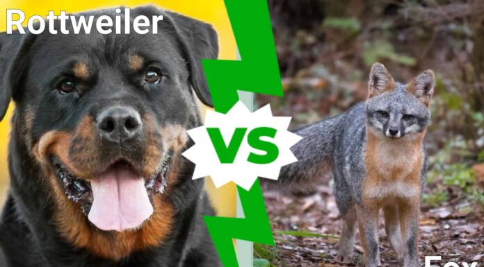  Rottweiler vs.  Fox: quale animale vincerebbe un combattimento?
